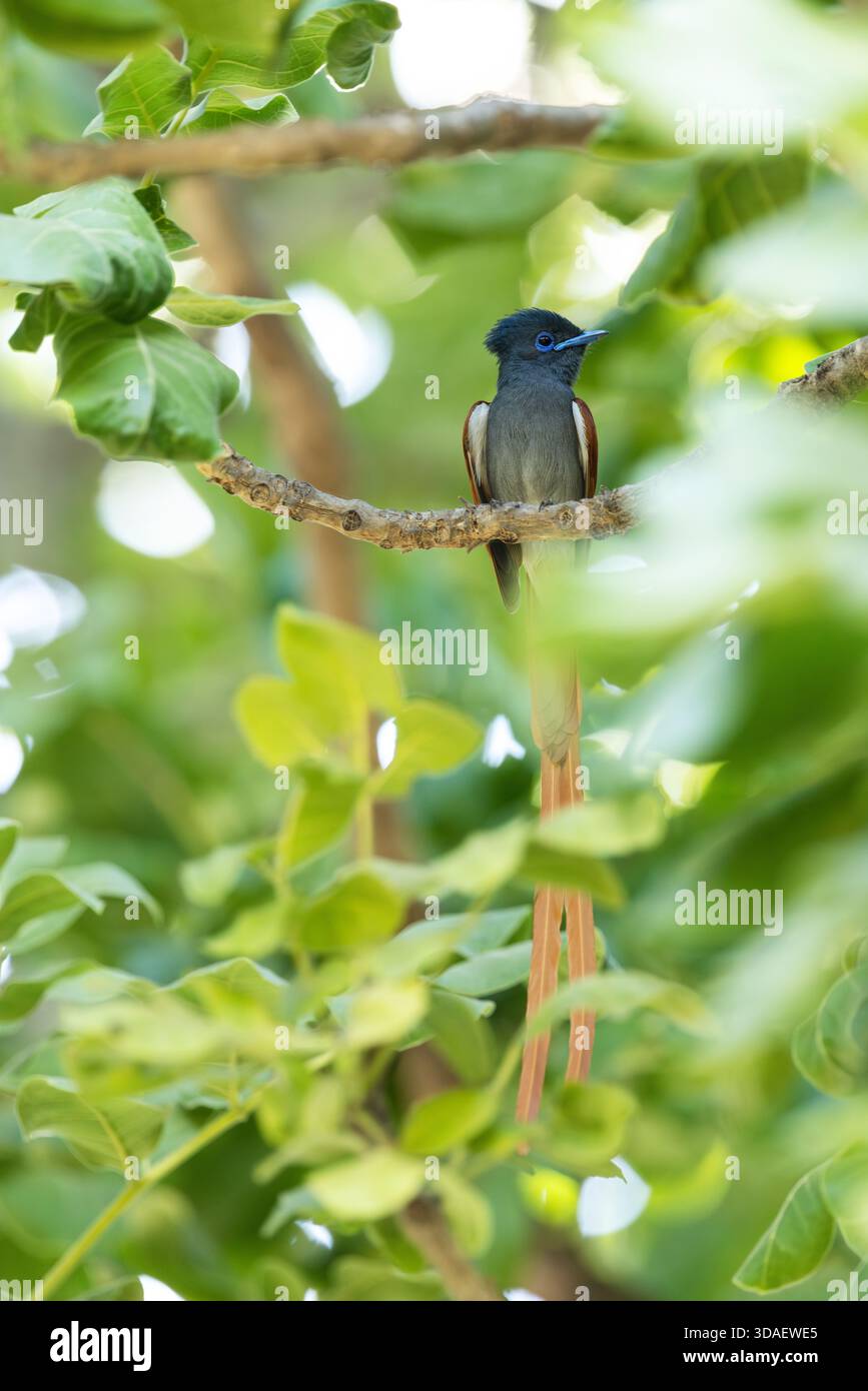 Il paradiso africano del flycatcher, arroccato su un albero lussureggiante nella riserva di Moremi, Botswana Foto Stock