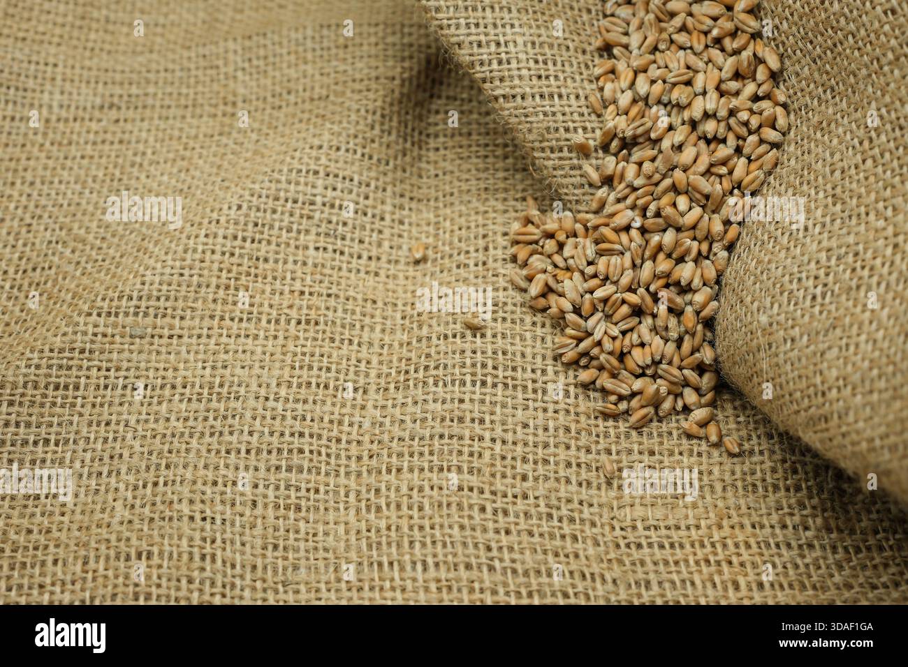Chicchi di frumento su burlap testurizzato. Raccolto, prezzi dei cereali, agromarketing, agricoltura. Copia spazio. Foto Stock