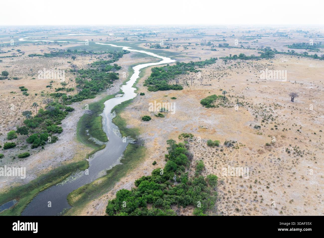 Un'antenna di un delta dell'Okavango durante una stagione secca nella riserva di Moremi, Botswana Foto Stock