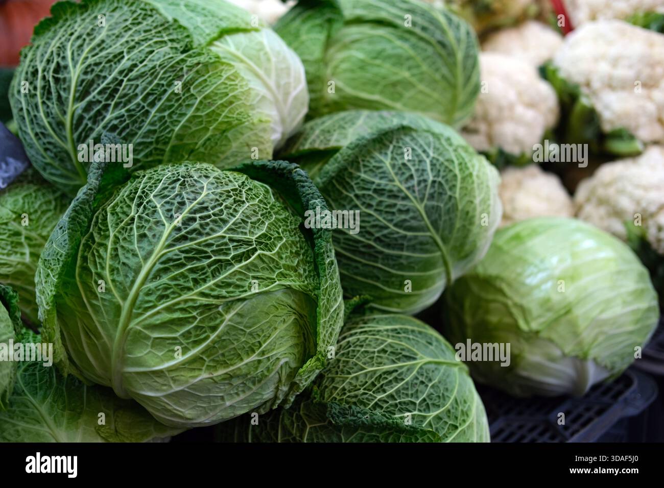 Vista ravvicinata dei verdeggianti cavoli della savoia con foglie increspate impilate insieme in una banchina del mercato, luce naturale, profondità di campo poco profonda. Foto Stock