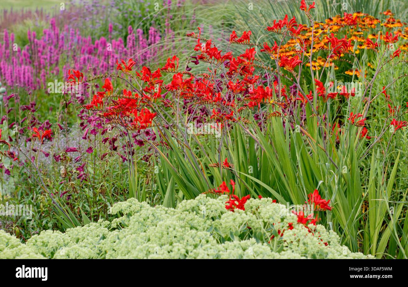 Colorato letto di fiori estivo con Crocosmia Lucifer, sangue Lythrum 'Rocket' rosa brillante, Penstemon Plum Jerkin e erba ornamentale a luglio. Foto Stock