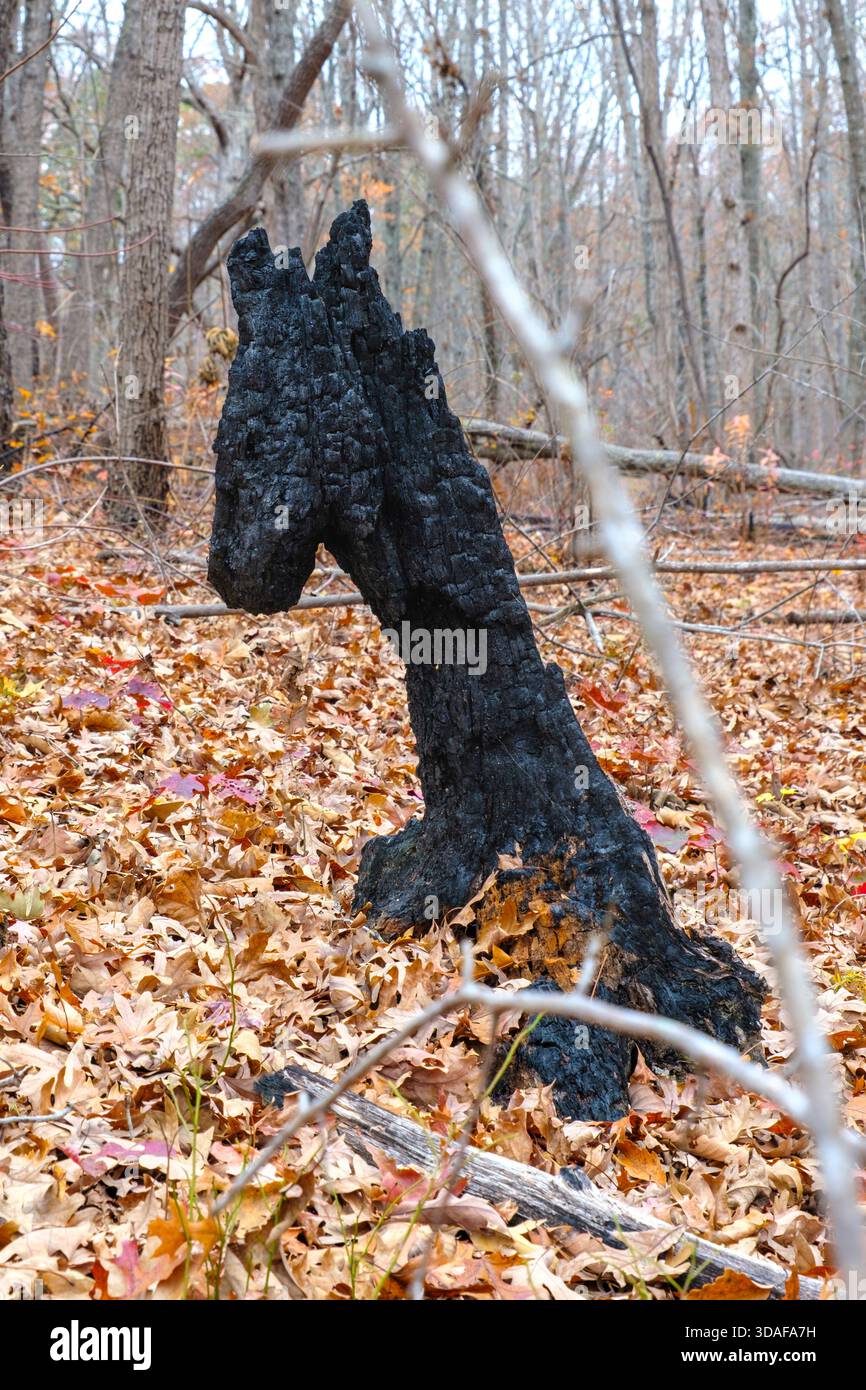 Un pezzo di legno carbonizzato in una foresta a forma di testa di cavallo Foto Stock