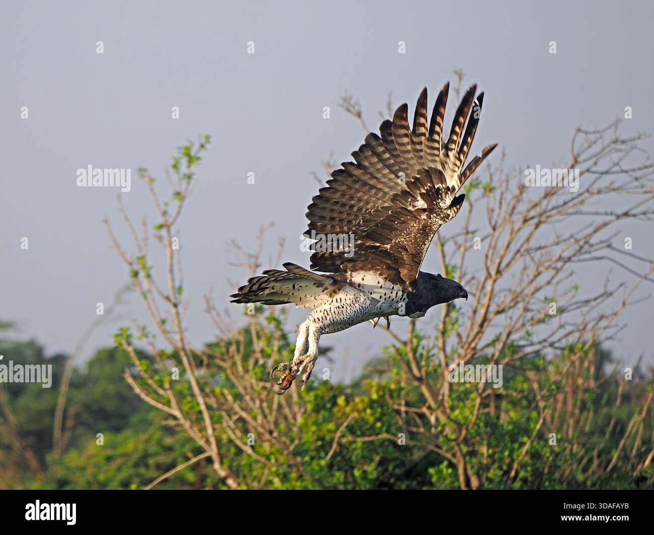 Aquila marziale adulta (Polemaetus bellicosus) che vola con il raccolto completo e potenti battiti alari in basso sopra la macchia cespugliosa della grande Mara, Kenya, Africa Foto Stock