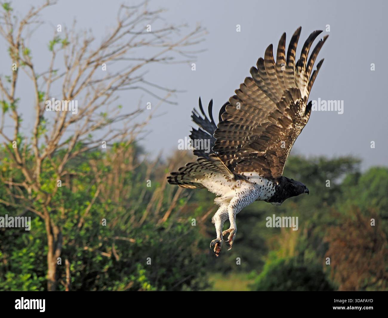 Aquila marziale adulta (Polemaetus bellicosus) che vola con il raccolto completo e potenti battiti alari in basso sopra la macchia cespugliosa della grande Mara, Kenya, Africa Foto Stock