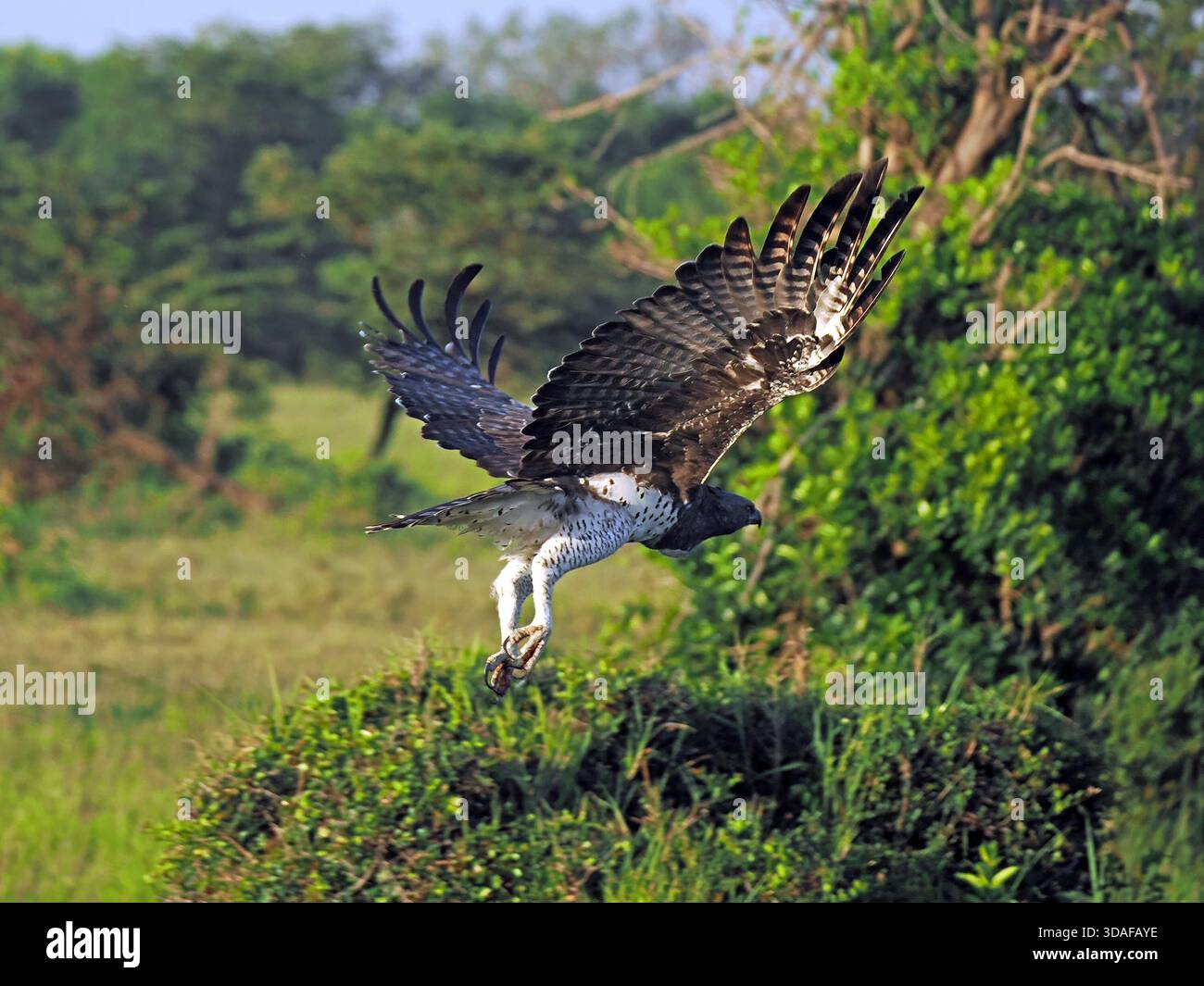 Aquila marziale adulta (Polemaetus bellicosus) che vola con il raccolto completo e potenti battiti alari in basso sopra la macchia cespugliosa della grande Mara, Kenya, Africa Foto Stock