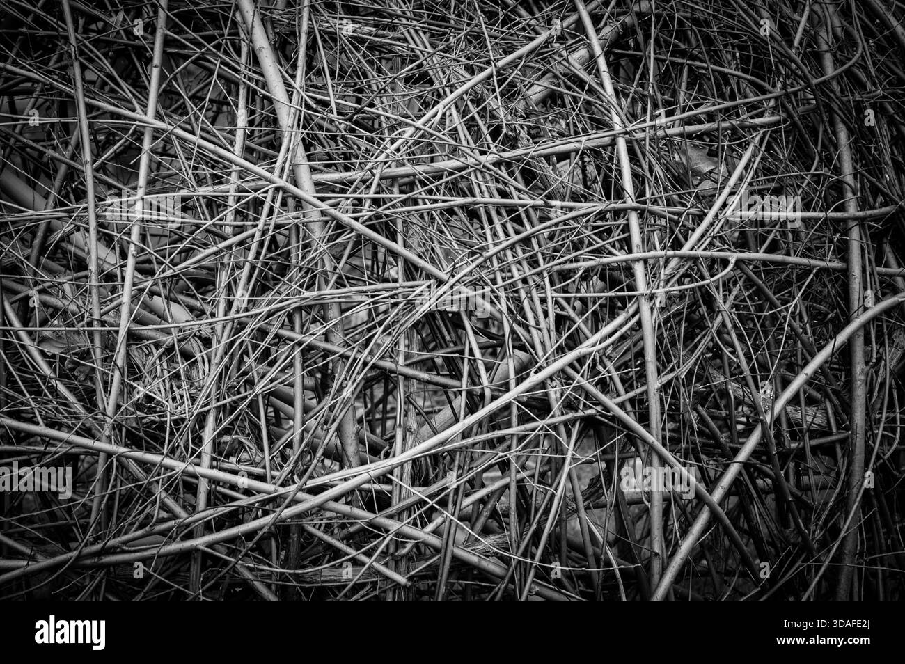 Sfondo di bambù o salice. Bianco e nero. Foto Stock