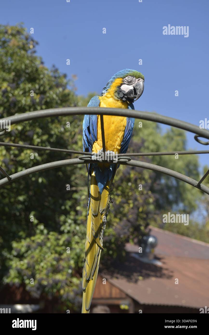 Un'ara Blu e Oro in un centro di salvataggio dei pappagalli a Johannesburg, Sudafrica. Uno dei tanti uccelli che vengono curati nel centro Foto Stock