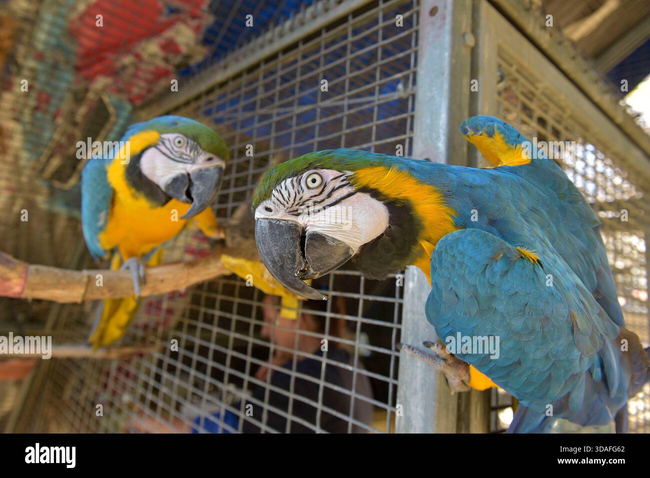 Due pappagalli blu e oro in un centro di salvataggio dei pappagalli a Johannesburg, Sudafrica. Sono due dei tanti uccelli che vengono curati nel centro. Foto Stock