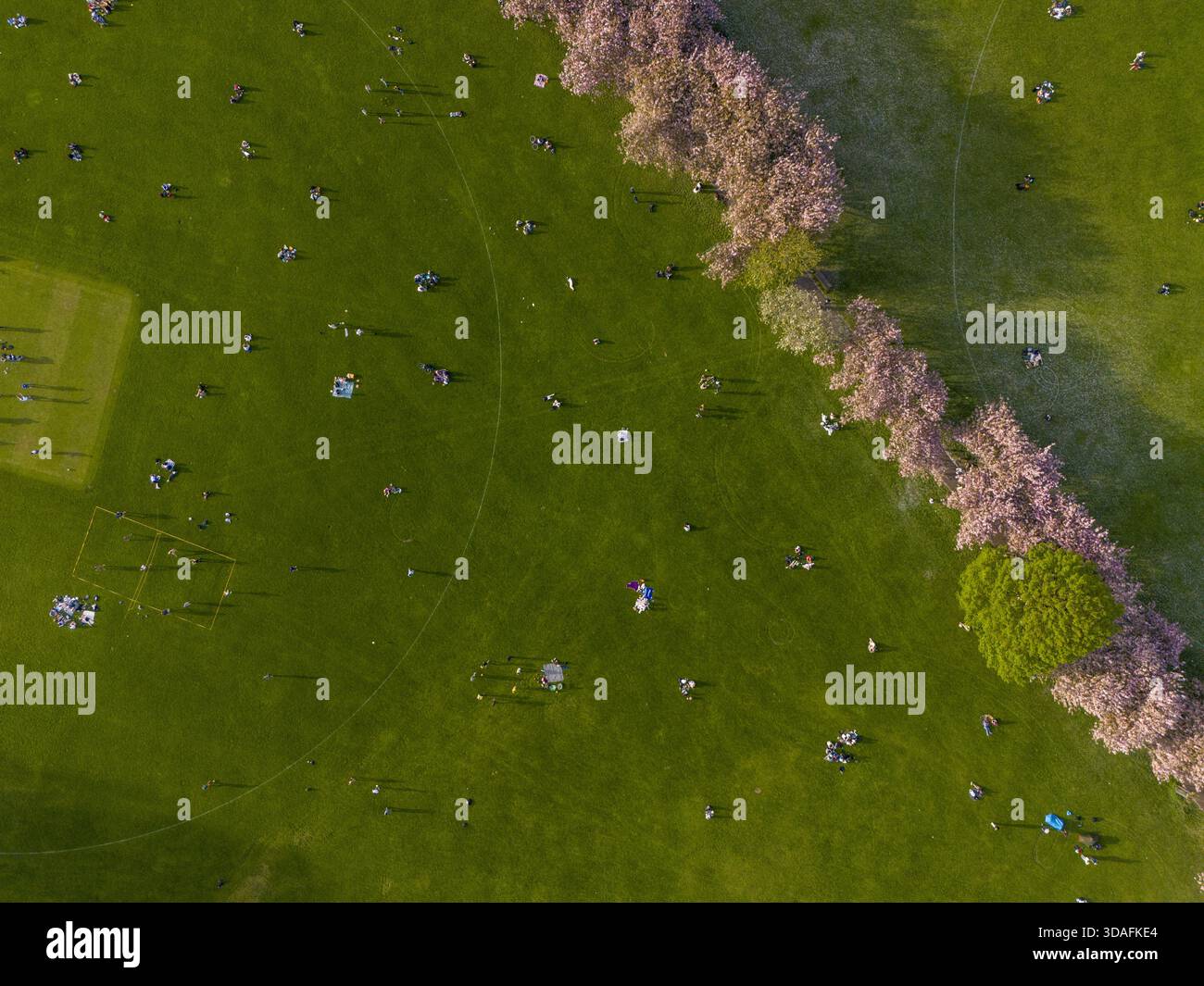 Vista aerea di persone sparse tra lussureggianti campi verdi, incorniciate da delicati fiori rosa a Lauriston, Scozia, Regno Unito. Foto Stock