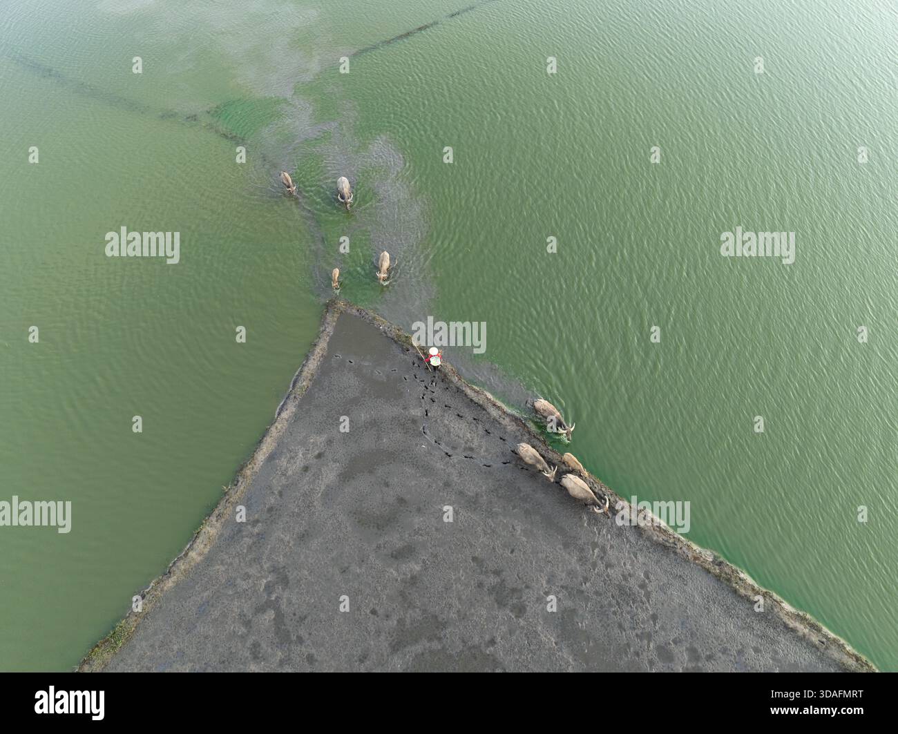Vista aerea dei bufali d'acqua che attraversano acque poco profonde lungo una zona triangolare di terra, An Giang, Vietnam. Foto Stock