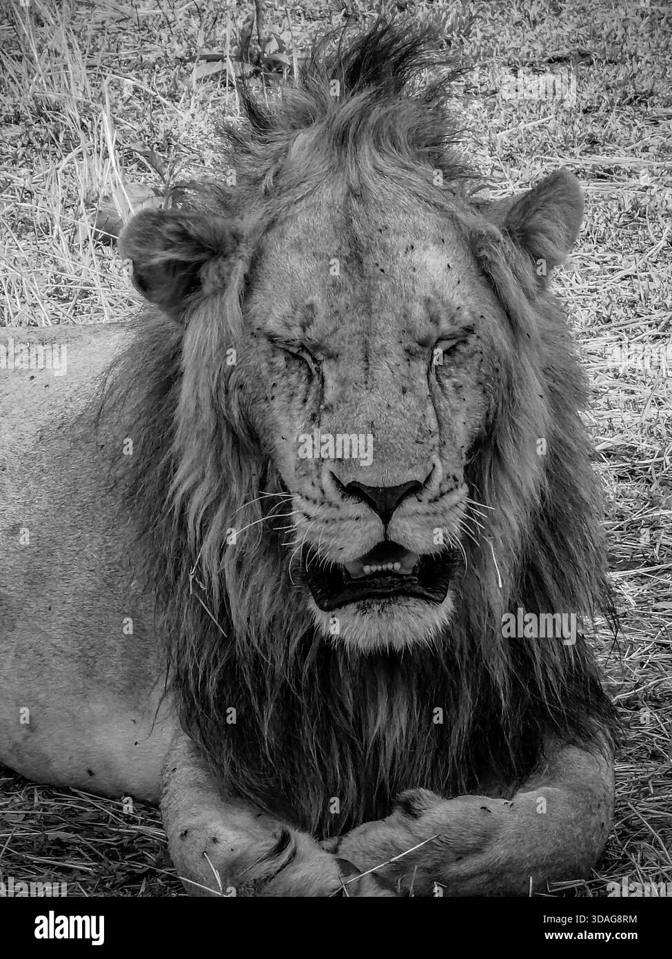 Ritratto di un leone selvatico che riposa a terra a occhi chiusi, circondato dalle alte erbe della savana africana Foto Stock
