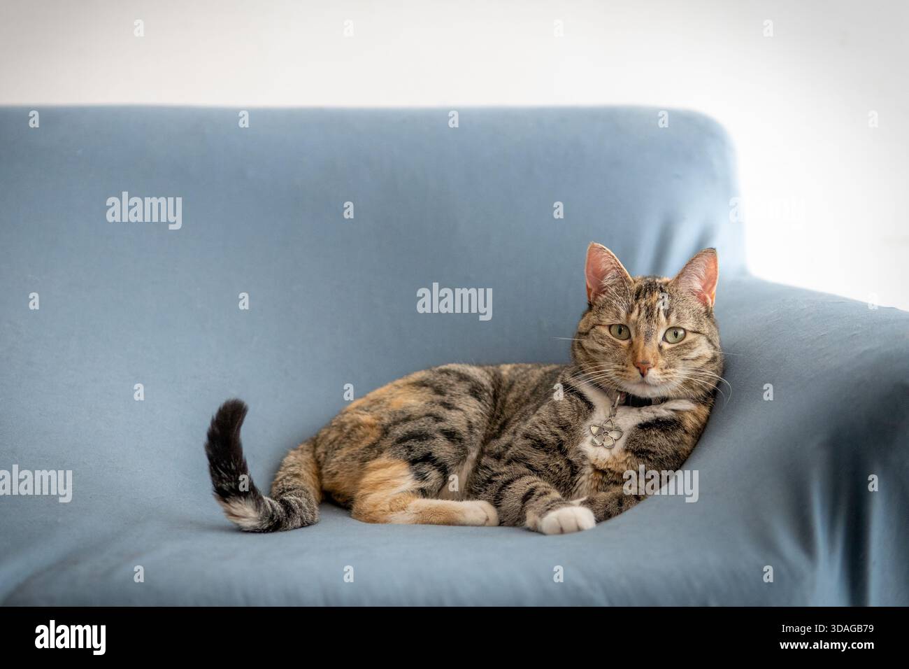Felino domestico disteso su un comodo divano, riposando tranquillamente all'interno Foto Stock