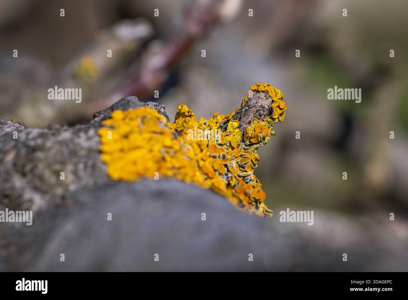 Primo piano su un lichen arancione su un ramo di albero di frutta in Polonia Foto Stock