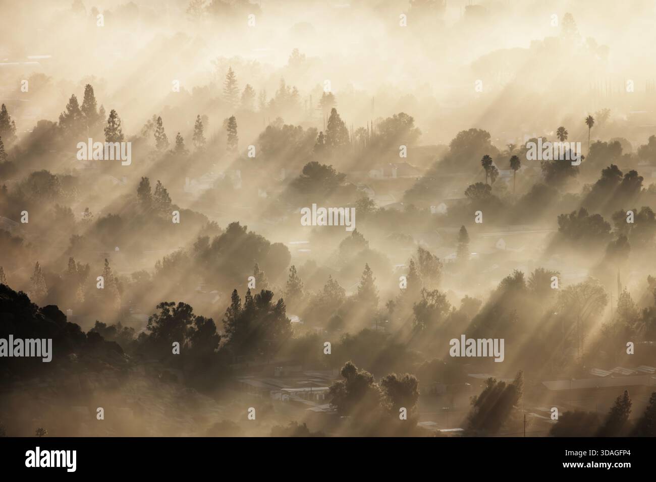 Ombra di nebbia all'alba nella foresta suburbana nel quartiere di Chatsworth a Los Angeles, California. Foto Stock