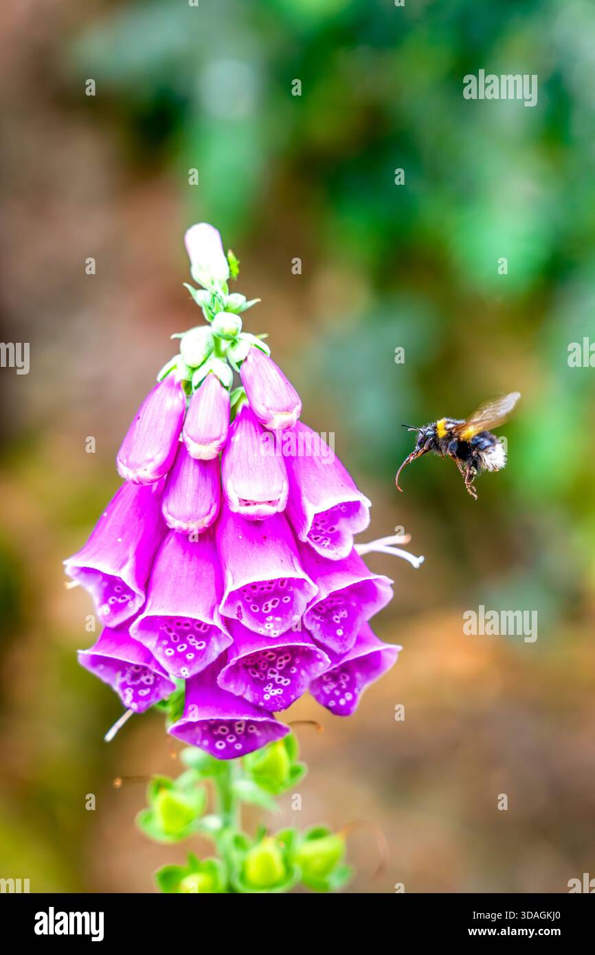 Bee in Flight si avvicina al vibrante fiore viola Foxglove in un giardino estivo Foto Stock