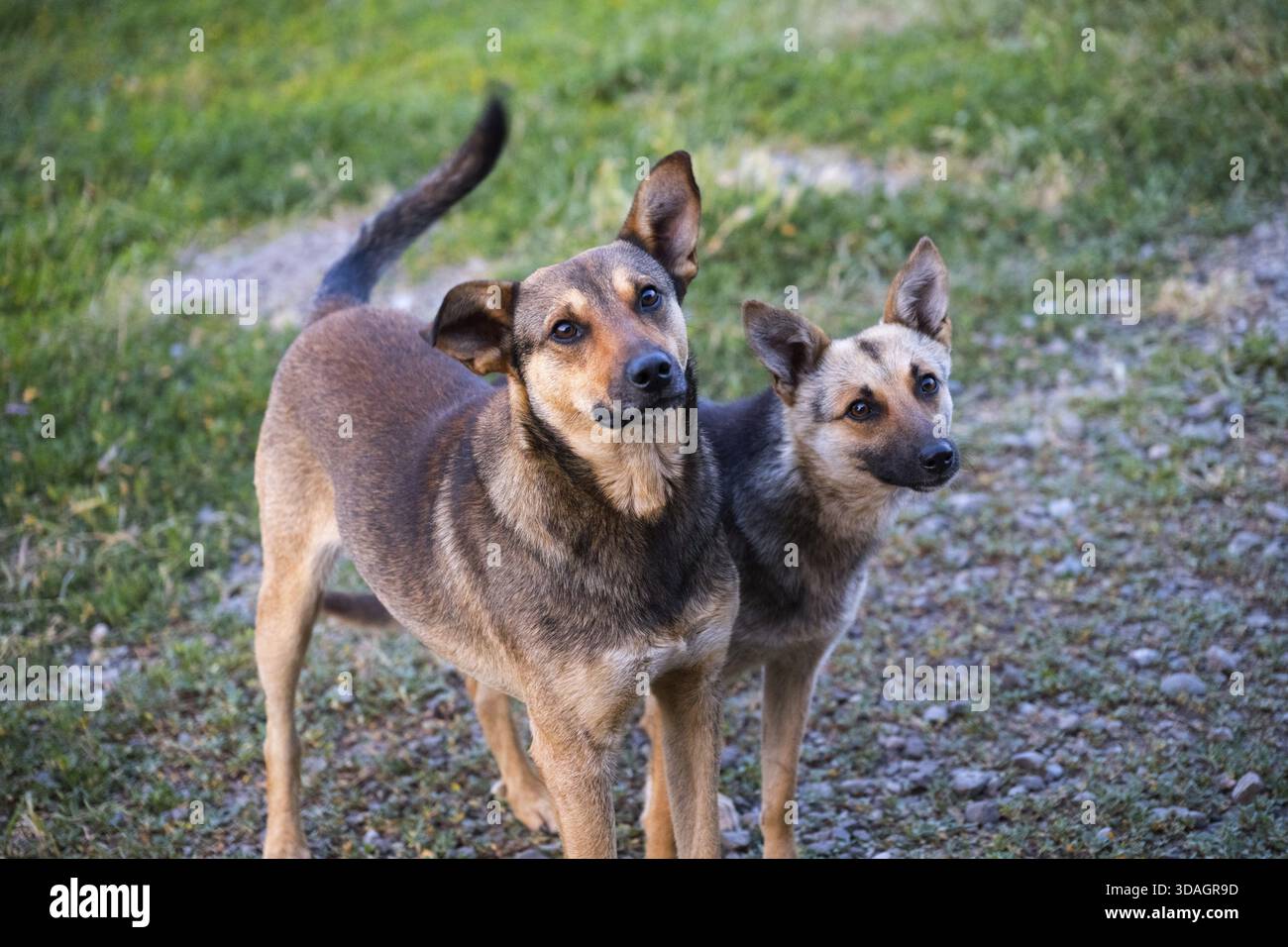 Due cani si stagliano attentamente su un sentiero erboso, con occhi curiosi e orecchie attente in un ambiente naturale, cani randagi, cani maschi e femmine, Lorikeet Foto Stock