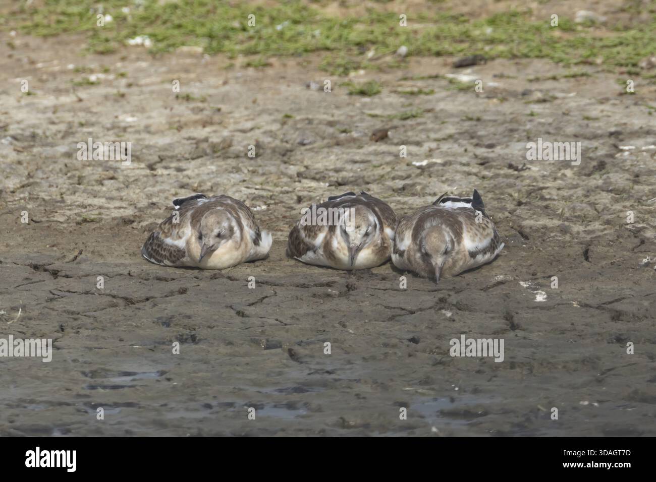 Gabbiano con testa nera (Chroicocephalus ridibundus) tre pulcini giovanili che dormono su un'isola in estate, Inghilterra, Regno Unito Foto Stock