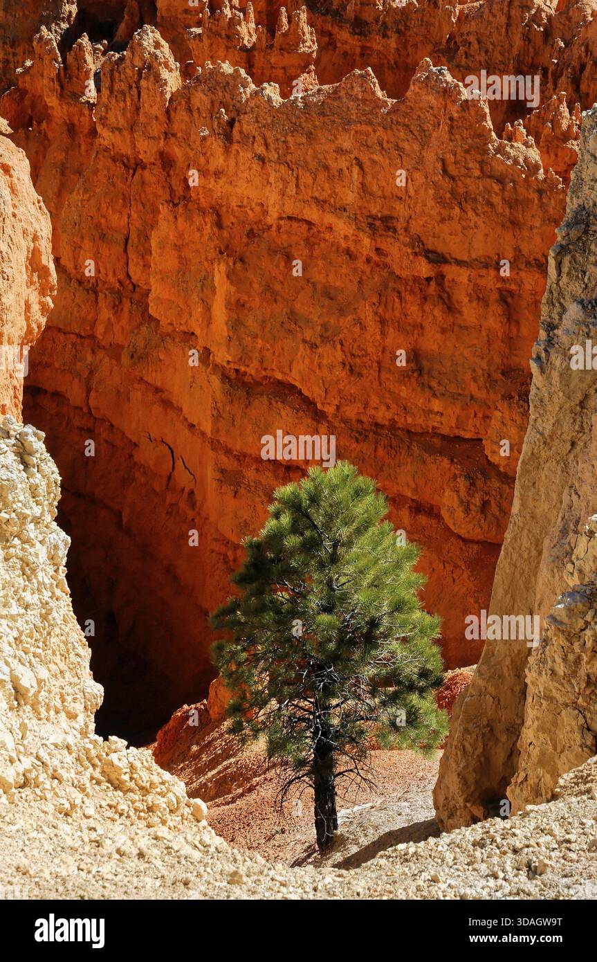 Un albero solitario cresce tra le rocce arancioni di un canyon, il Bryce Canyon National Park, Utah, USA, Nord America Foto Stock