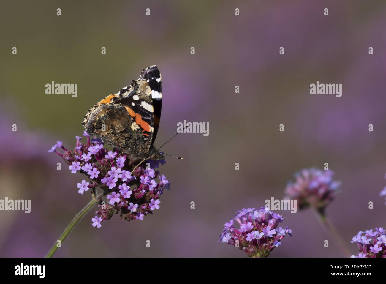 Farfalla dell'ammiraglio rosso (Vanessa atalanta) insetti adulti che si nutrono di fiori verbena viola da giardino in estate, Inghilterra, Regno Unito Foto Stock