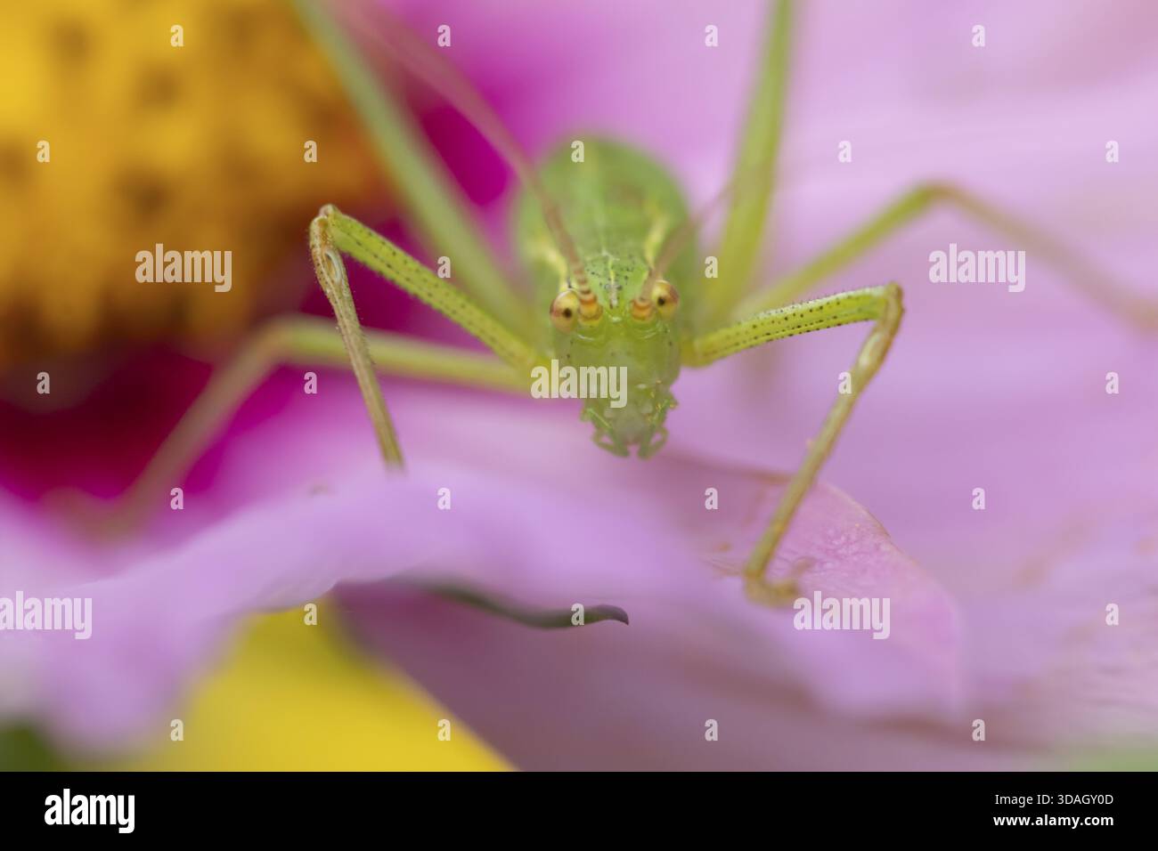 Cricket cespuglio macchiato (Leptophyes punctatissima) insetto adulto su un giardino fiore di Cosmos in estate, Inghilterra, Regno Unito Foto Stock