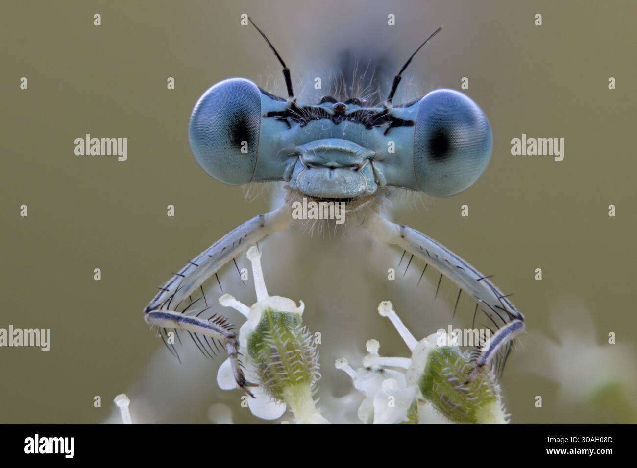 Dragonfly, cameriera d'acqua, zigoptera, foto macro, ritratto Foto Stock