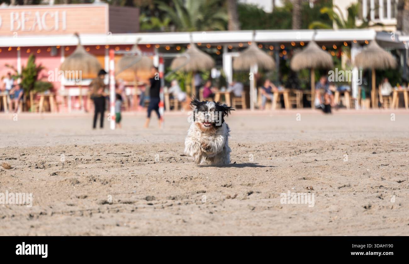 Il cane Shih Tzu corre giocosamente sulla spiaggia soleggiata di El Arenal a Javea, Alicante, Spagna, godendosi un momento energetico sulla costa. Foto Stock