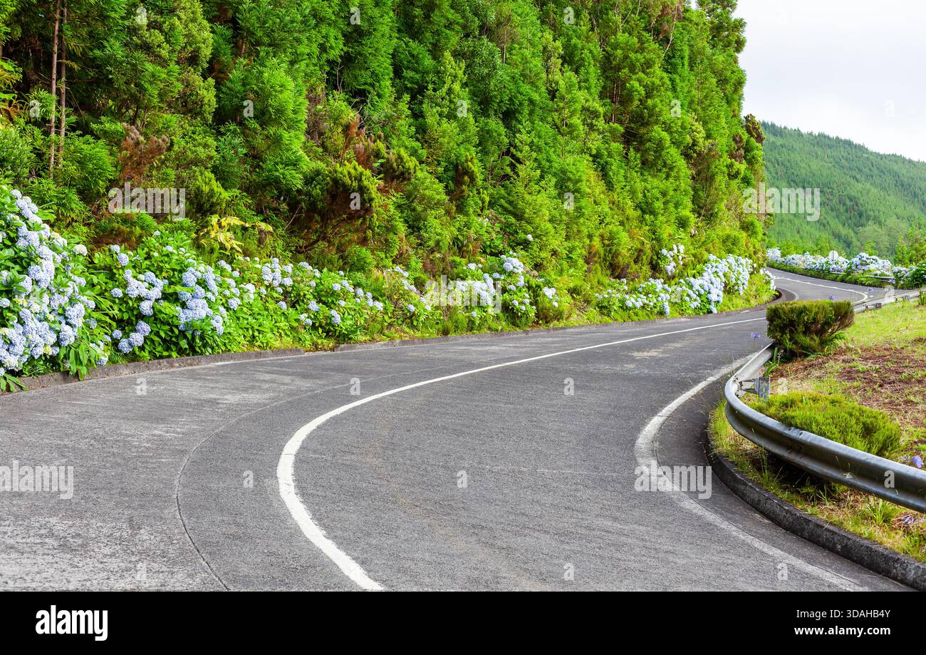 Strada tortuosa a Sete Cidades, Azzorre, circondata da vegetazione lussureggiante e ortensie in fiore. Un percorso panoramico con vibranti fiori e vedute della caldera. Foto Stock
