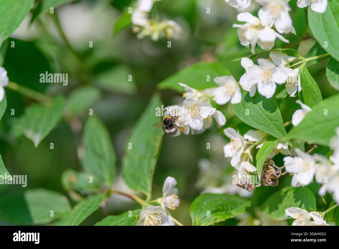 Immergiti nell'affascinante interazione tra api e dolci fiori bianchi che prosperano in un ambiente verde vivace Foto Stock