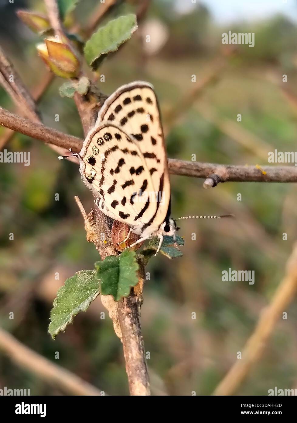 Primo piano estremo di una bellissima farfalla Pierrot (Tarucus) con macchie nere appoggiate su una foglia verde su uno sfondo naturale sfocato. - Immagine stock catturata con smartphone