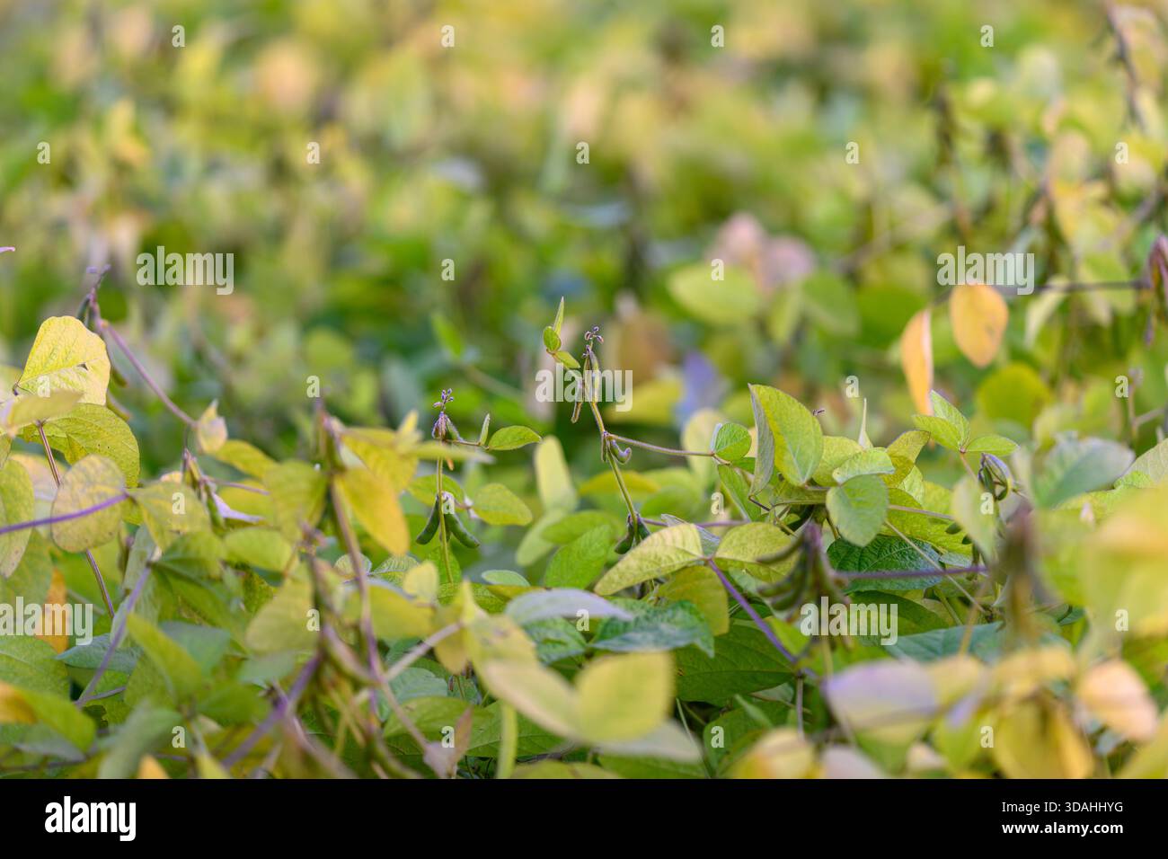 studio della texture a distanza ravvicinata di foglie e baccelli di soia, vene visibili e motivi ripetuti con sfondo morbido e sfocato, ideale come sfondo botanico Foto Stock