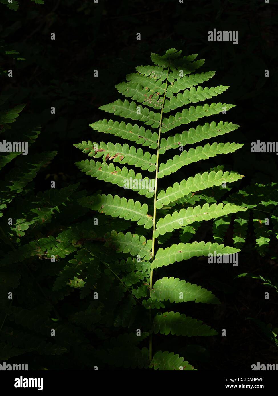 La felce crescente nella foresta Foto Stock