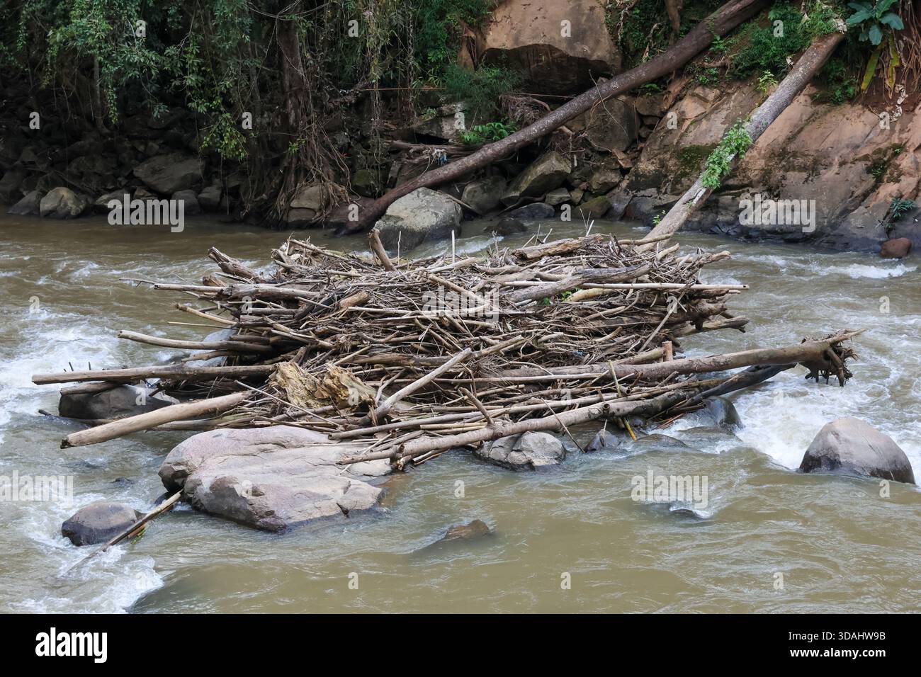 Il caotico cumulo di alberi derivanti, tronchi e rami forma una diga naturale nel fiume che scorre. acqua turbolenta, pietra e detriti creano una scena di natura potente Foto Stock