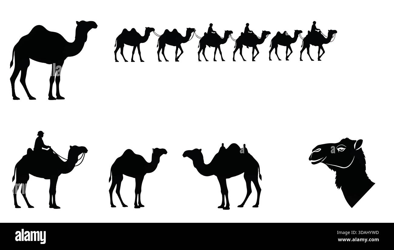 Set icone silhouette cammello nero - Dromedary, Caravan e Camel Graphic Collection Vector isolato su sfondo bianco per Middle Eastern Trave Illustrazione Vettoriale