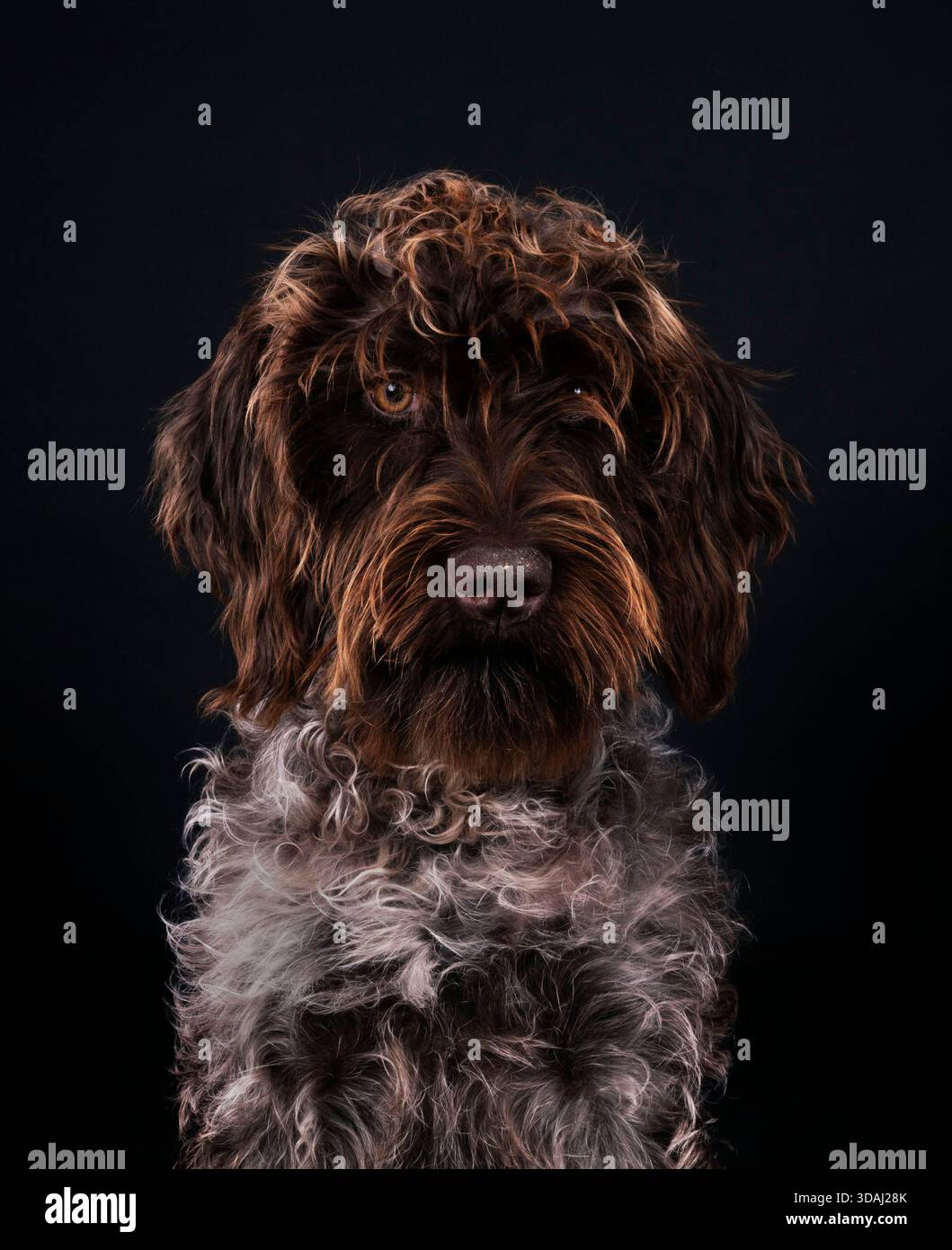 Wirehaired che punta Griffon di fronte allo sfondo nero Foto Stock