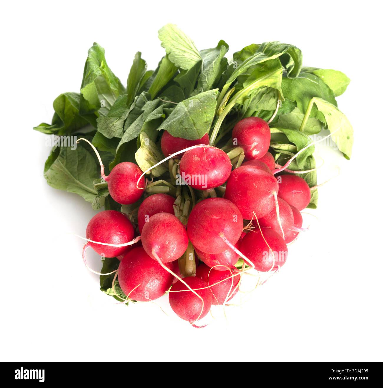 Radicchio Rosso di fronte a uno sfondo bianco Foto Stock