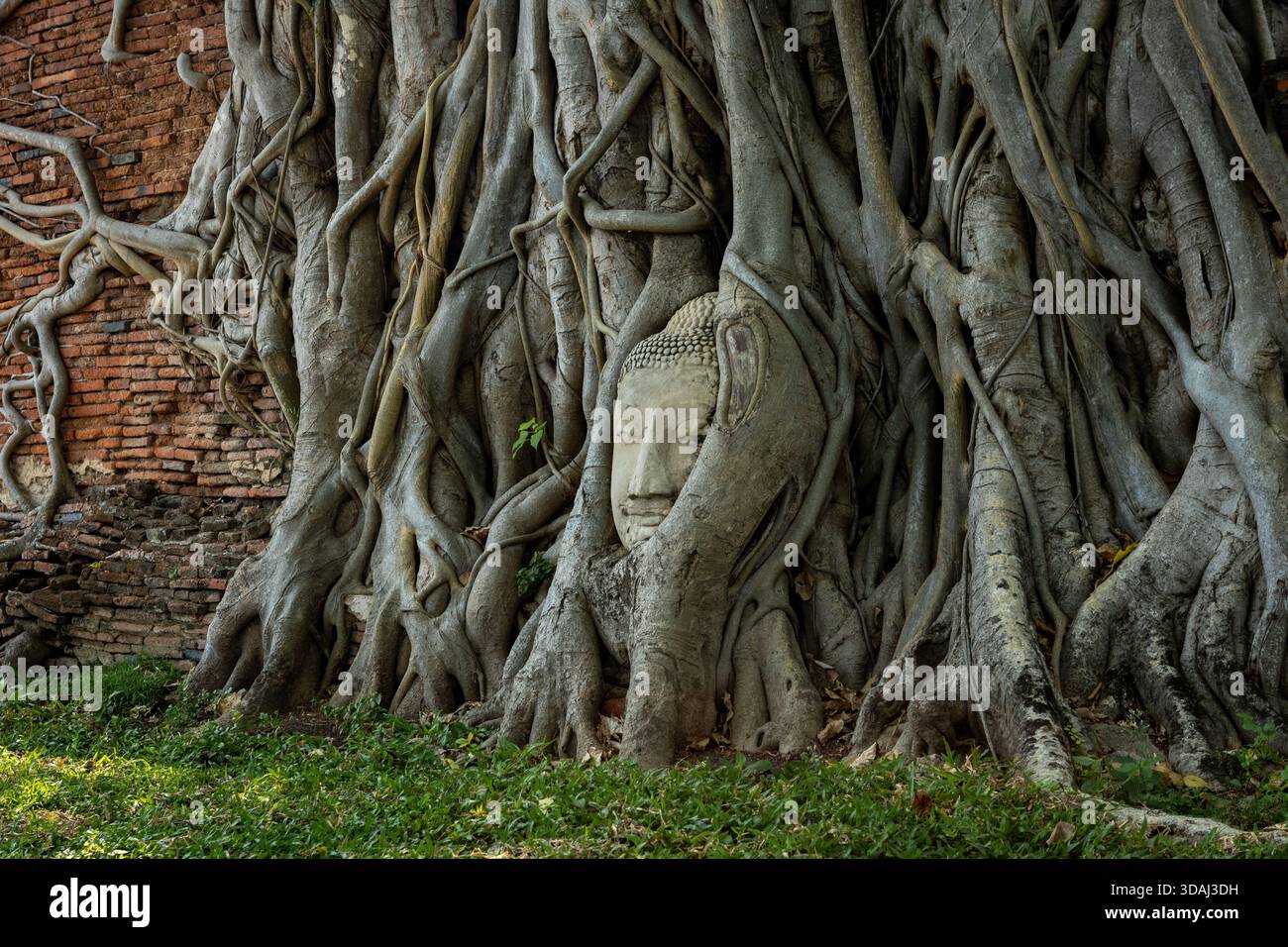 Ayutthaya, Thailandia - 1 marzo 2025: Famosa testa di Buddha nelle radici degli alberi di bodhi a Wat Mahathat, parco storico di Ayutthaya. Foto Stock