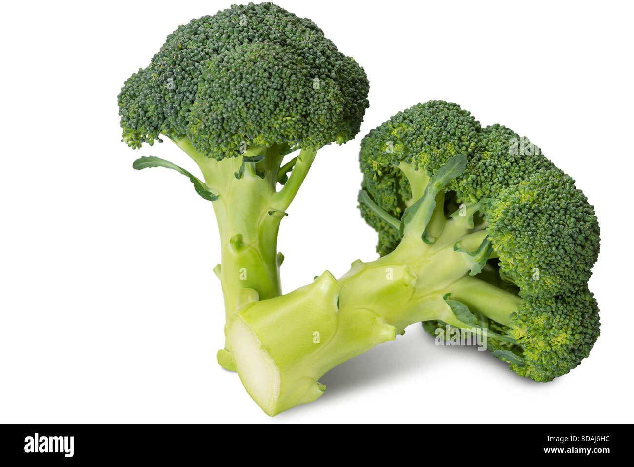 Questa foto presenta broccoli freschi con i suoi lussureggianti fiori verdi e i robusti gambi, evidenziando verdure nutrienti ideali per cucinare. Foto Stock