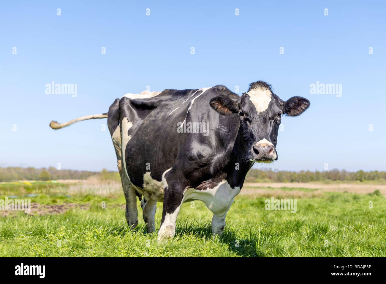 Nosey mucca felice in un campo di erba alta, coda oscillante, pascolo verde e cielo blu Foto Stock