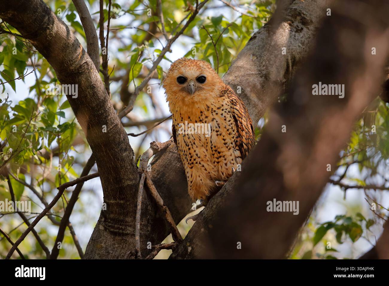 Gufo da pesca di pel (Scotopelia peli), uno dei gufi più grandi, lungo da 51 a 63 cm, apertura alare di circa 153 cm, peso da 2 a 2,35 kg, riserva di caccia di Moremi, Botswana Foto Stock