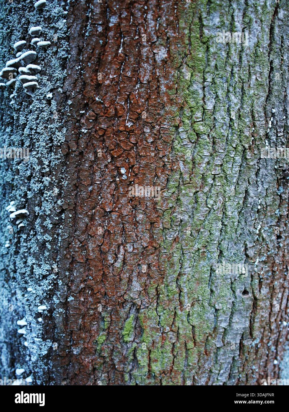 la corteccia mossy mostra licheni a strati e scanalature testurizzate con toni verdi e marroni, superficie in legno intemprata Foto Stock