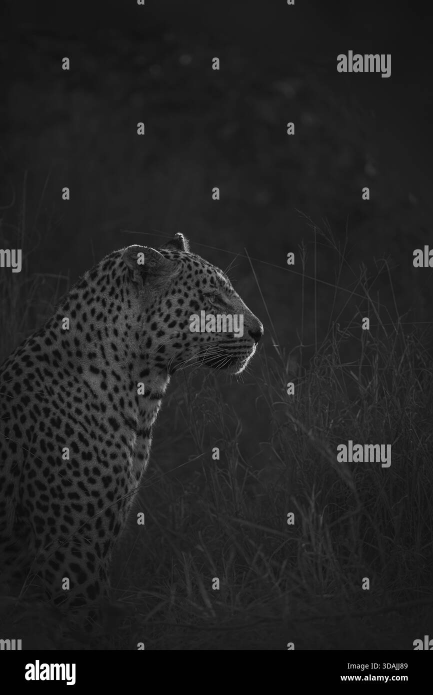 Vista del cappotto macchiato di un leopardo che si mescola con l'erba scura e ombreggiata della savana africana, un netto contrasto di texture e luce, Kruger Natio Foto Stock
