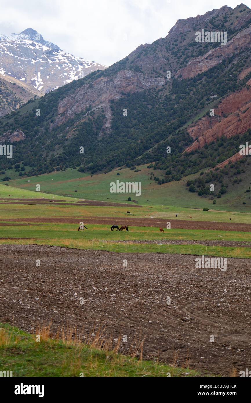 Piccola mandria di cavalli che pascolano su erba verde tra un campo arato e aspri pendii di montagna Foto Stock