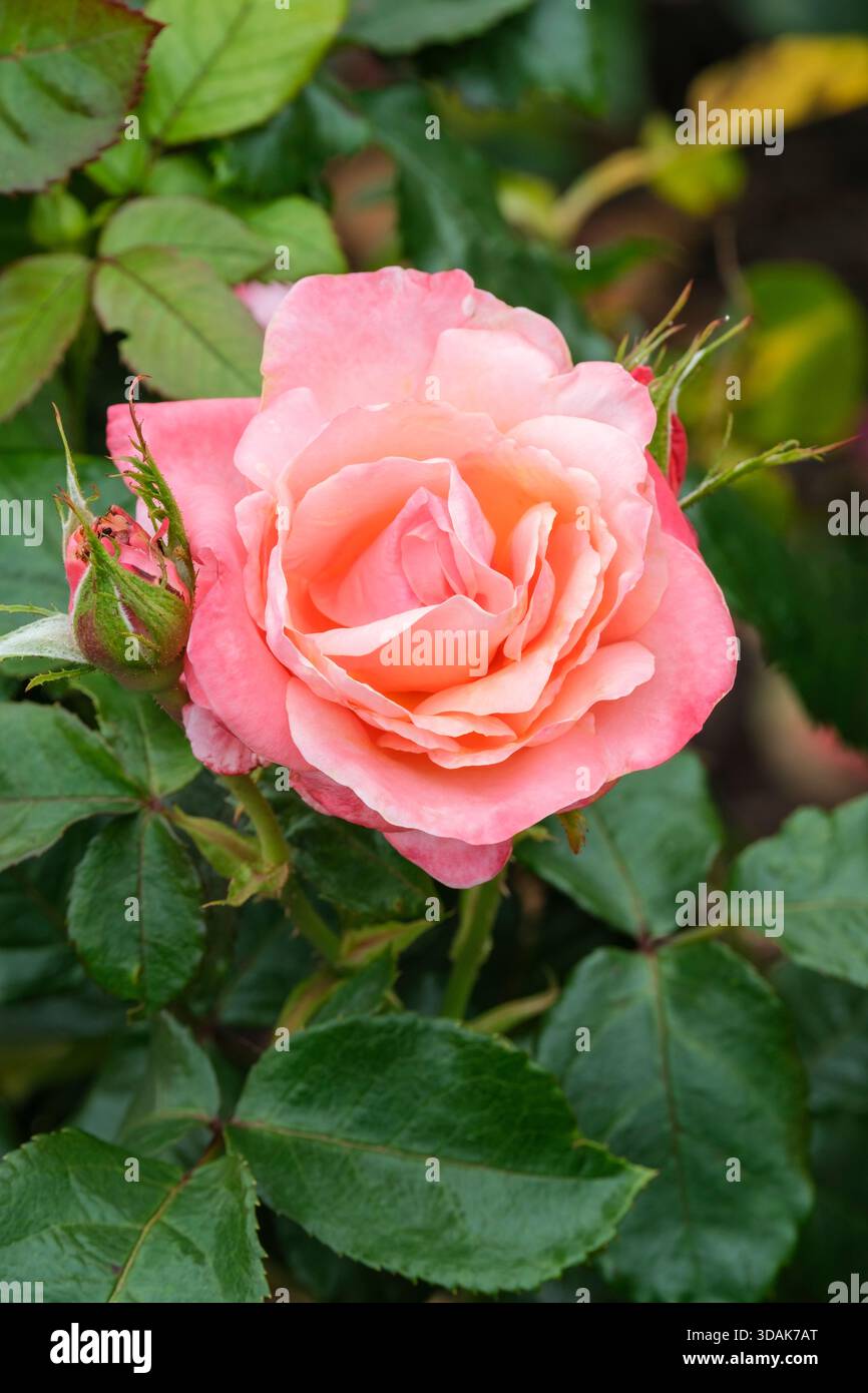 rose Silver Jubilee, Rosa Silver Jubilee, tè ibrido, doppio, fiori rosa, colorato con albicocca verso il centro, Foto Stock