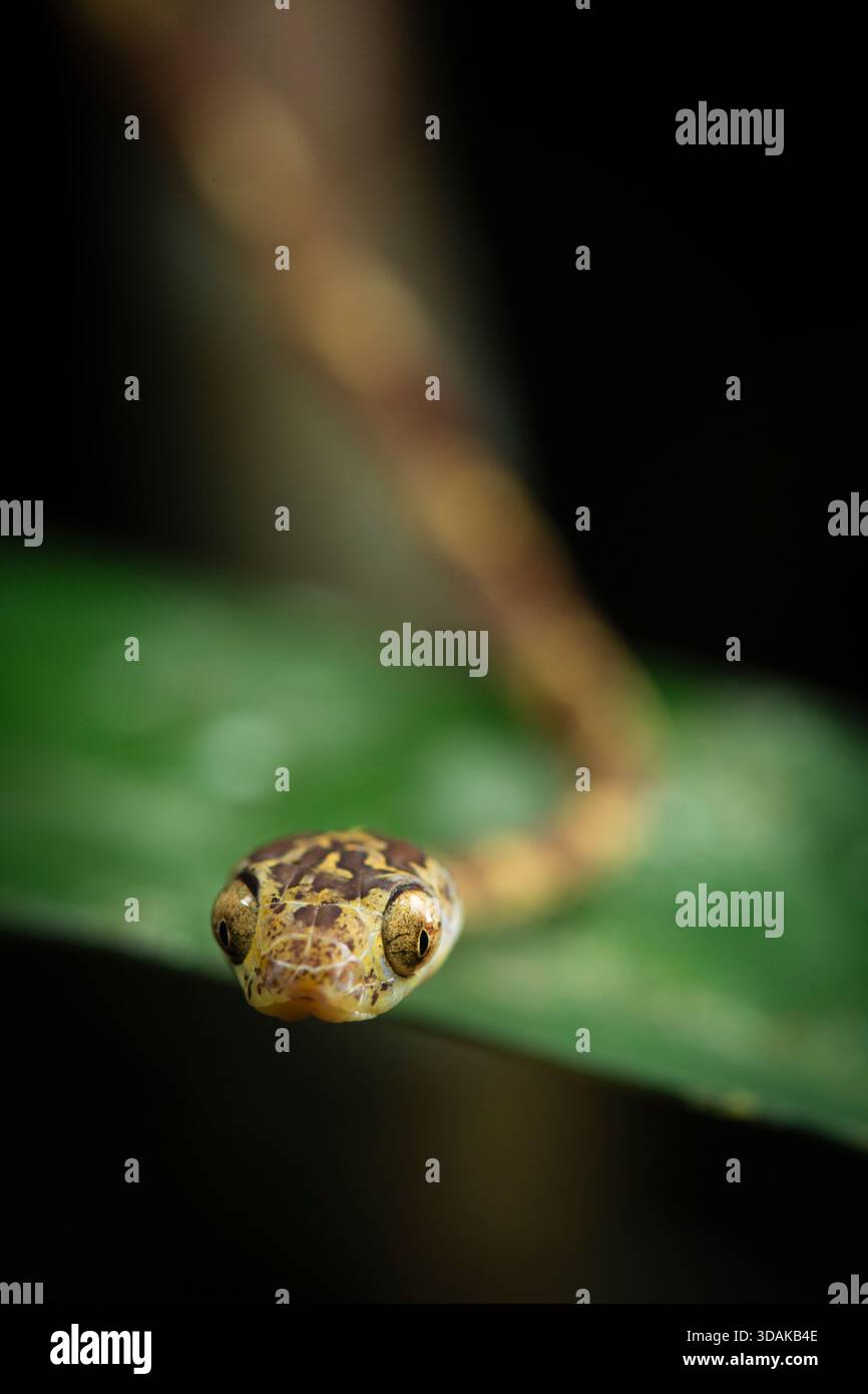 Nella foresta pluviale amazzonica, in Sud America, un serpente solleva poggia su una foglia verde, catturata in dettaglio. Foto Stock