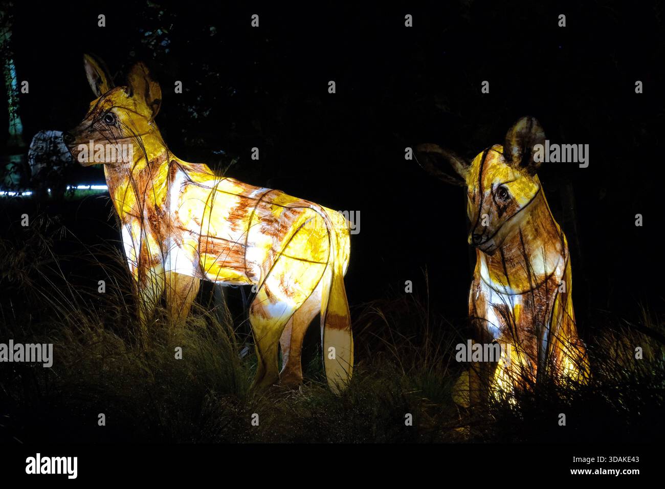 Hyean Lanterns Briwing in the Night at Chester Zoo Upton-by-Chester, Chester, CH2 1EU Inghilterra Regno Unito registrato Charity No. 306077 Foto Stock
