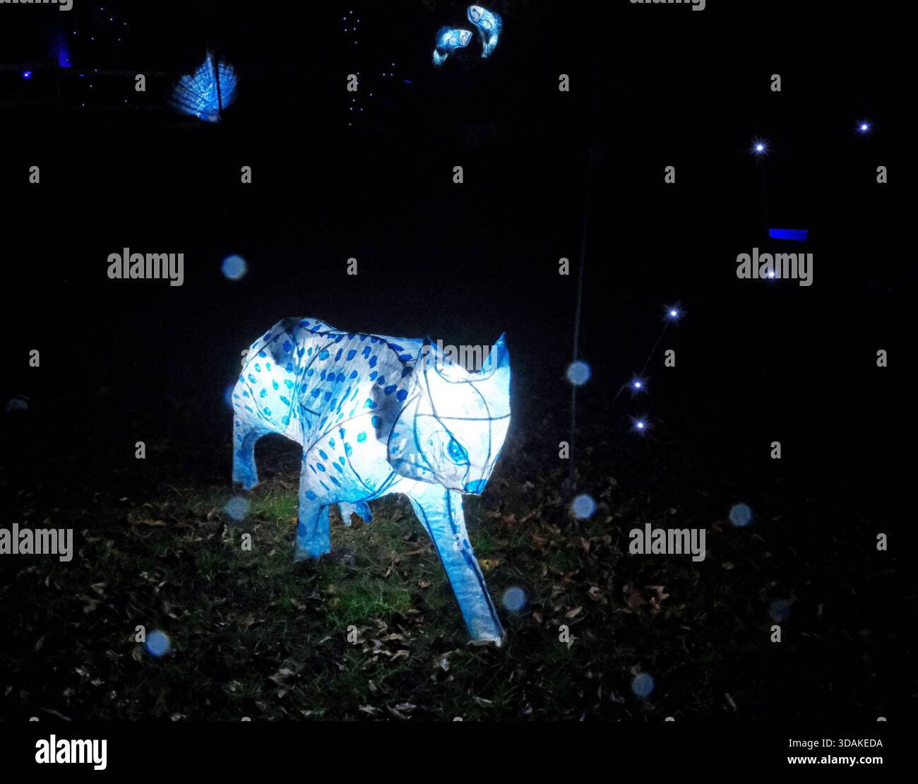 Spotted Cat possibilmente Cheetah aLanterns & Lights presso lo zoo di Chester Upton-by-Chester, Chester, CH2 1EU Inghilterra Regno Unito registrato Charity No. 306077 Foto Stock