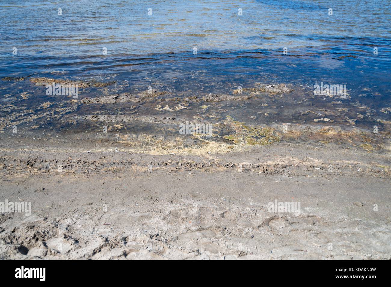 Le alghe marroni si sono accumulate lungo il litorale sulla spiaggia, emettendo un odore sgradevole e cominciando a marcire sotto il sole caldo Foto Stock