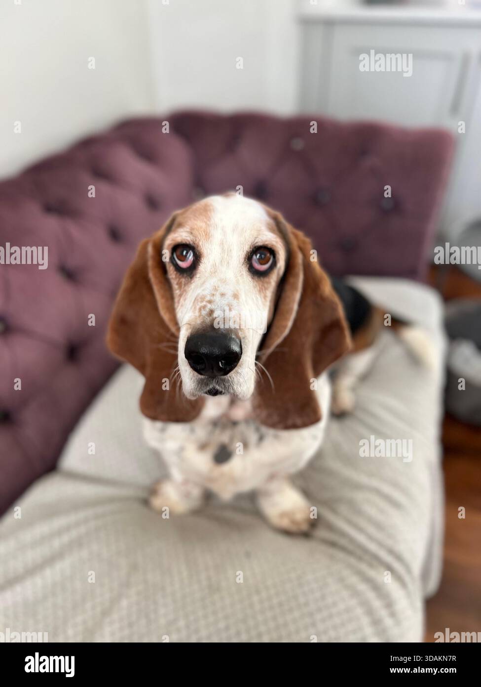 Basset Hound guarda la fotocamera - Immagine stock catturata con smartphone