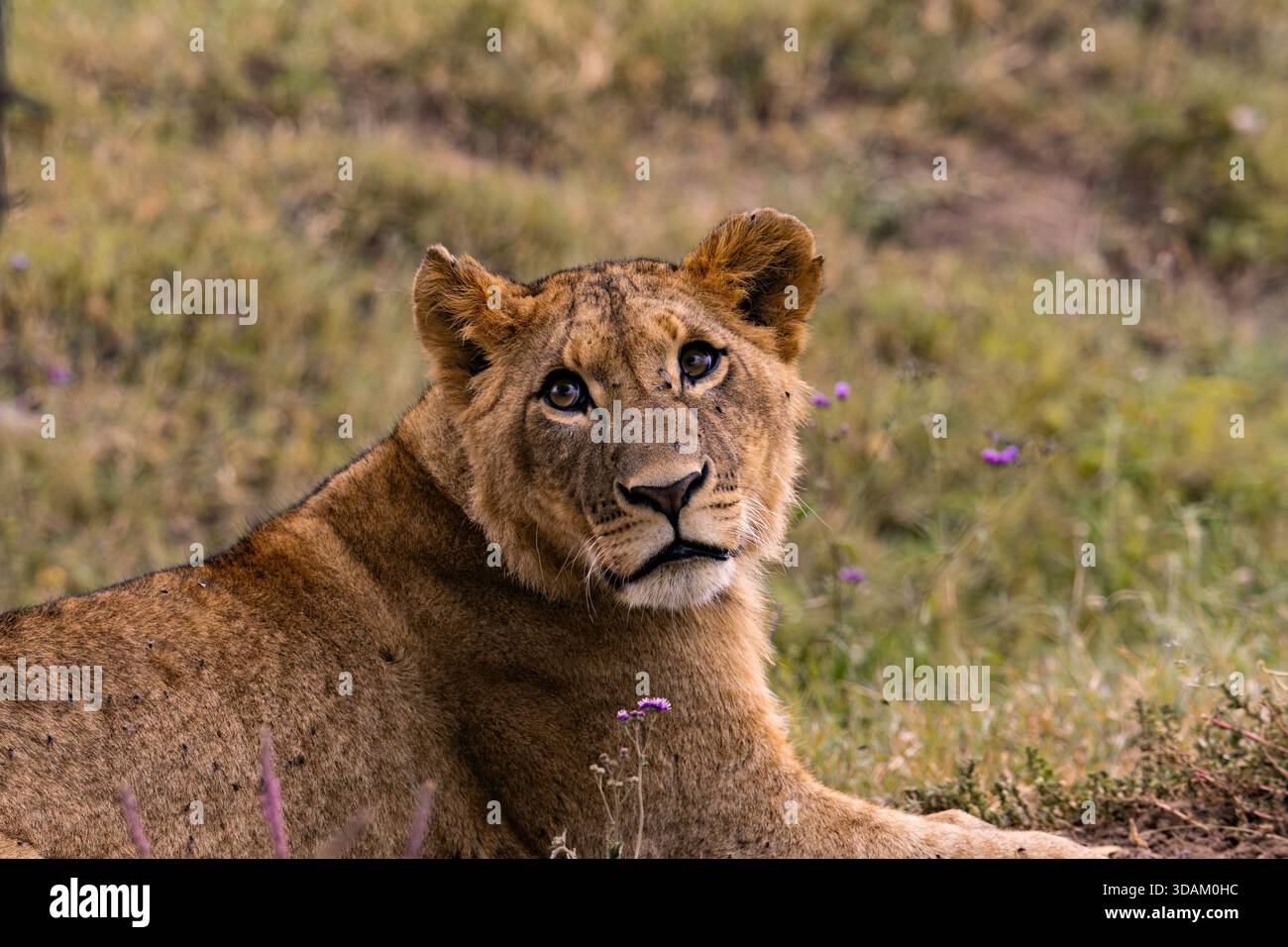 Primo piano di una leonessa che guarda attentamente nell'erba Foto Stock