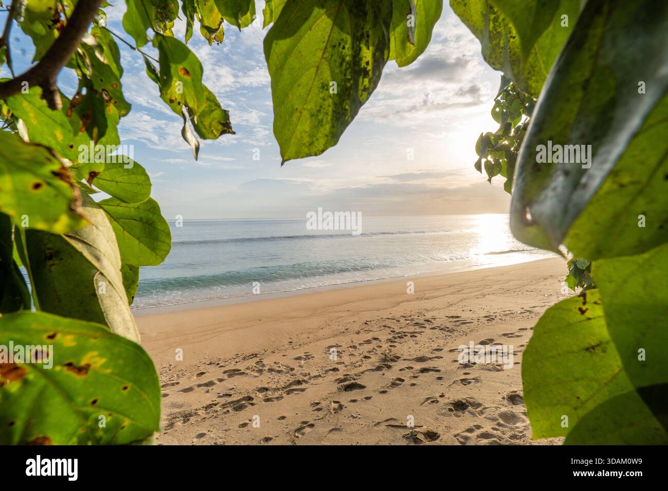 Cornice naturale di foglie verdi su una tranquilla spiaggia di sabbia con impronte visibili durante l'ora d'oro. Evoca pace, fuga e vacanza tropicale. Foto Stock